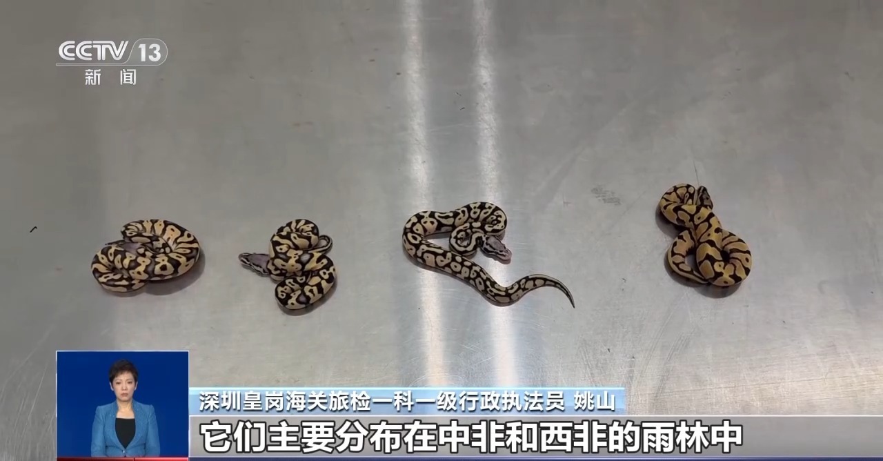 重拳打击走私犯罪 海关总署查获濒危野生动植物制品479吨 重拳打击走私犯罪 海关总署查获濒危野生动植物制品479吨