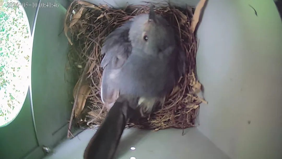 路灯当鸟窝?深圳首创! 路灯当鸟窝?深圳首创!