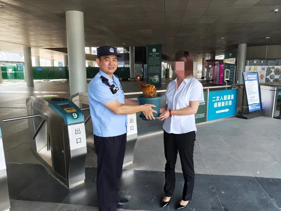 上海市民收到一只“金毛狗”，一查吓一跳，竟是国家二级保护植物……