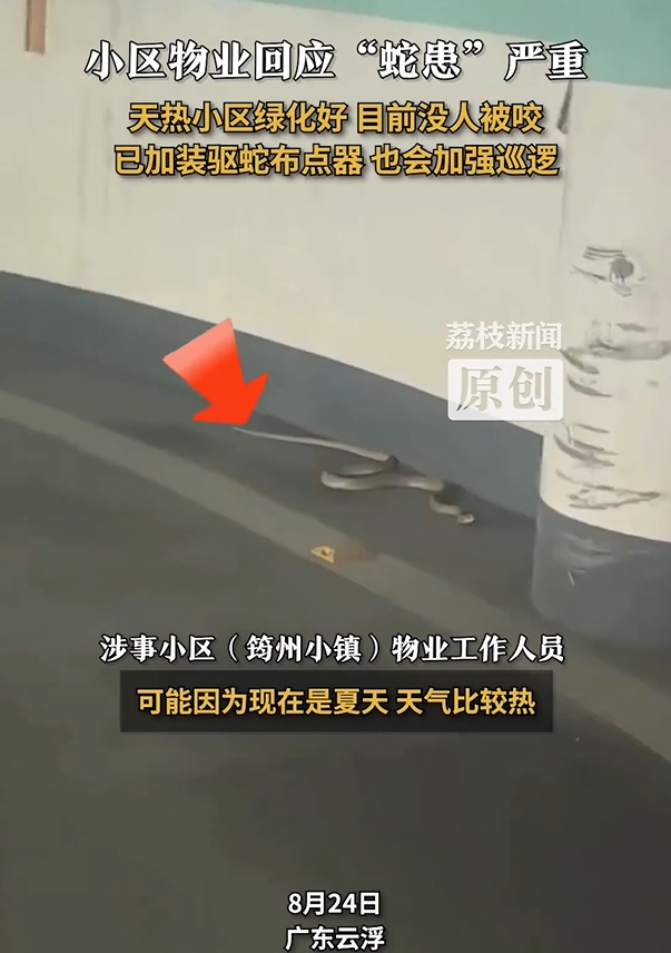 广东一小区内大蛇小蛇到处溜达!物业回应“蛇患”严重 广东一小区内大蛇小蛇到处溜达!物业回应“蛇患”严重