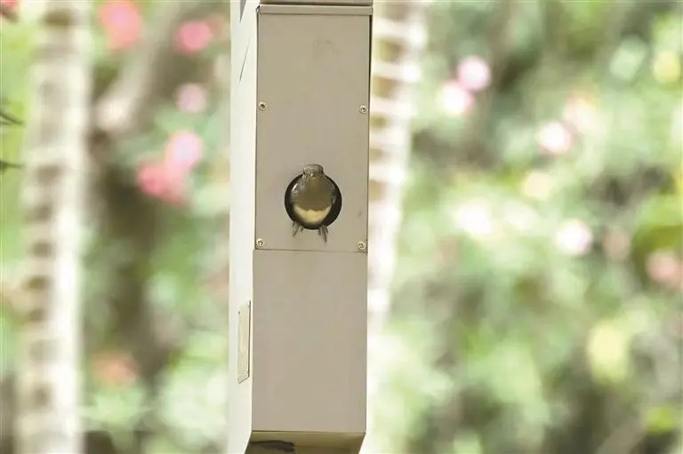 路灯当鸟窝?深圳首创! 路灯当鸟窝?深圳首创!