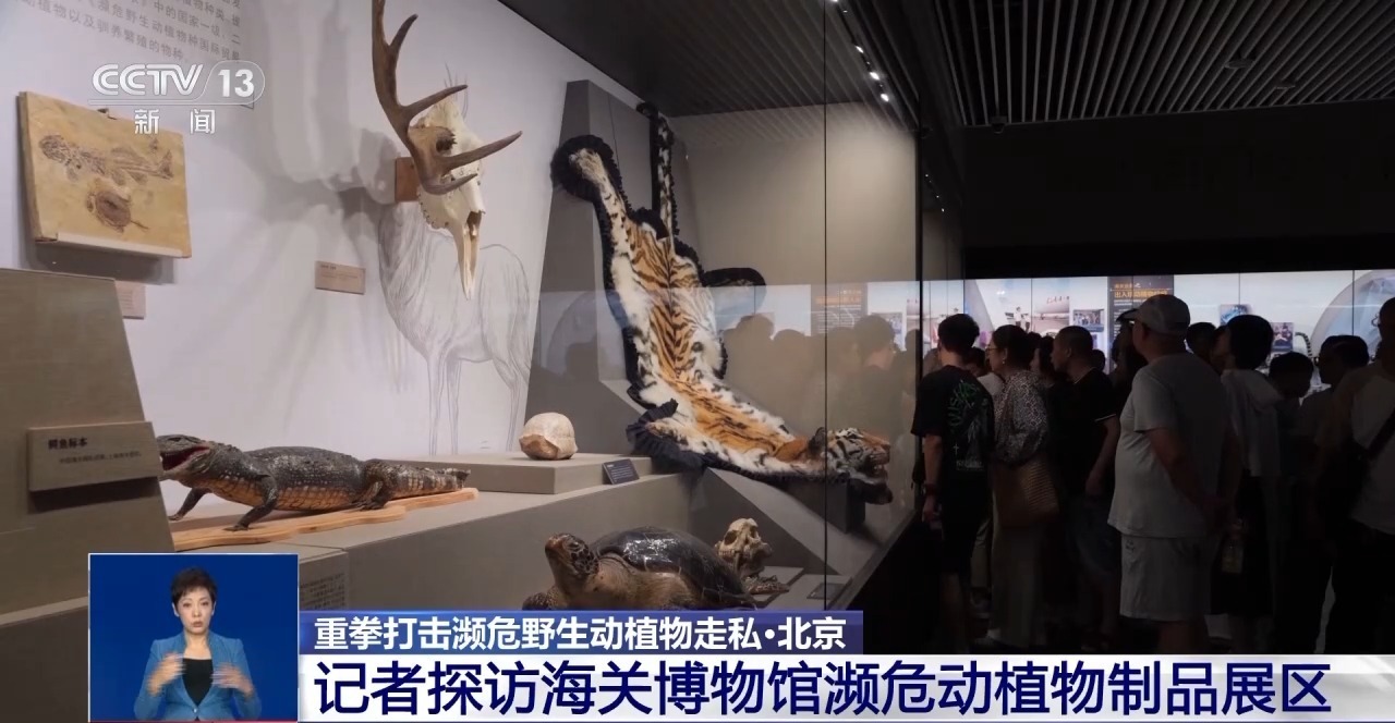 重拳打击走私犯罪 海关总署查获濒危野生动植物制品479吨 重拳打击走私犯罪 海关总署查获濒危野生动植物制品479吨