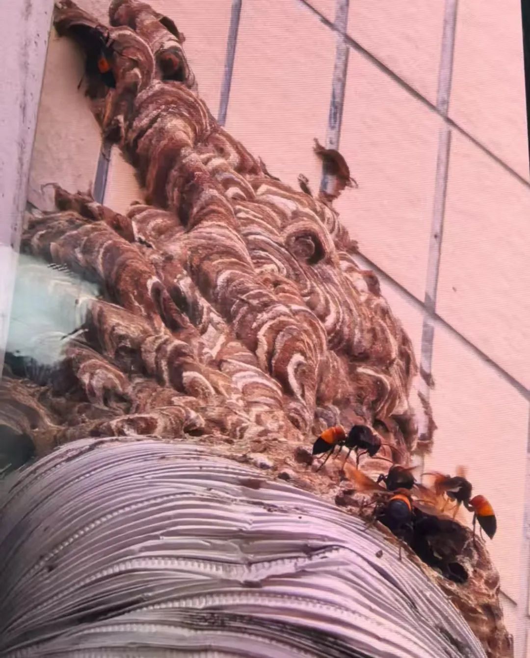 八旬老人被蛰100多下后不幸身亡！已进入高发期，紧急提醒