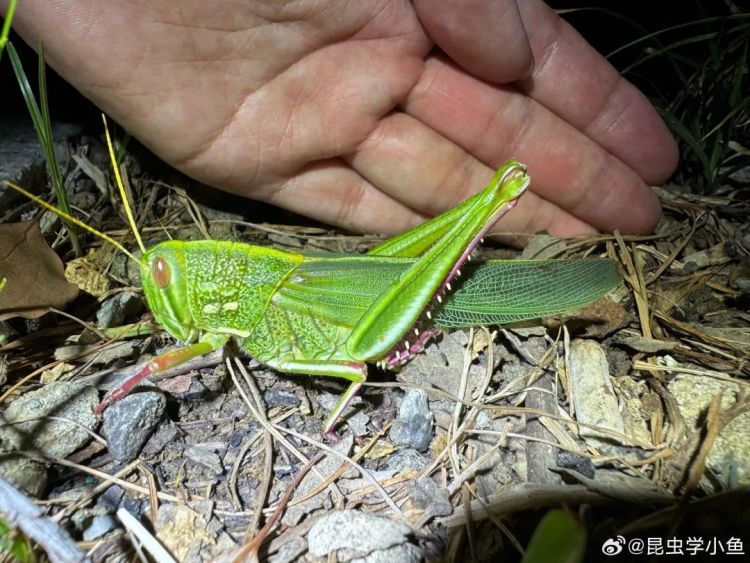 合肥巨型蝗虫被科普博主拍下！专家表示：它不仅体型大，北方还有人吃它