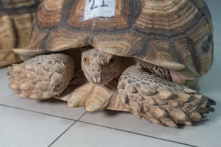 港珠澳大桥海关在进境客车通道截获濒危物种苏卡达陆龟3只