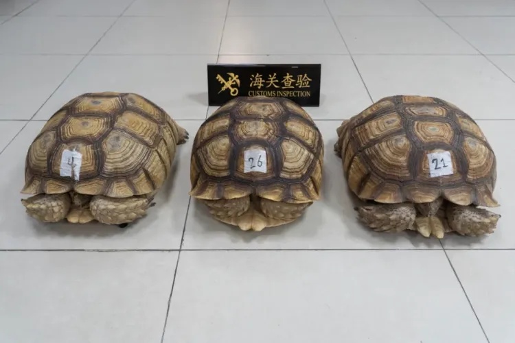 港珠澳大桥海关在进境客车通道截获濒危物种苏卡达陆龟3只