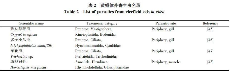 吃它比鸡胸肉还减肥！这种水产长得像蛇，很多人害怕，但其实营养很不错！