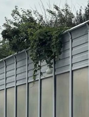 一个葫芦,怎么就惹了众怒? 一个葫芦,怎么就惹了众怒?