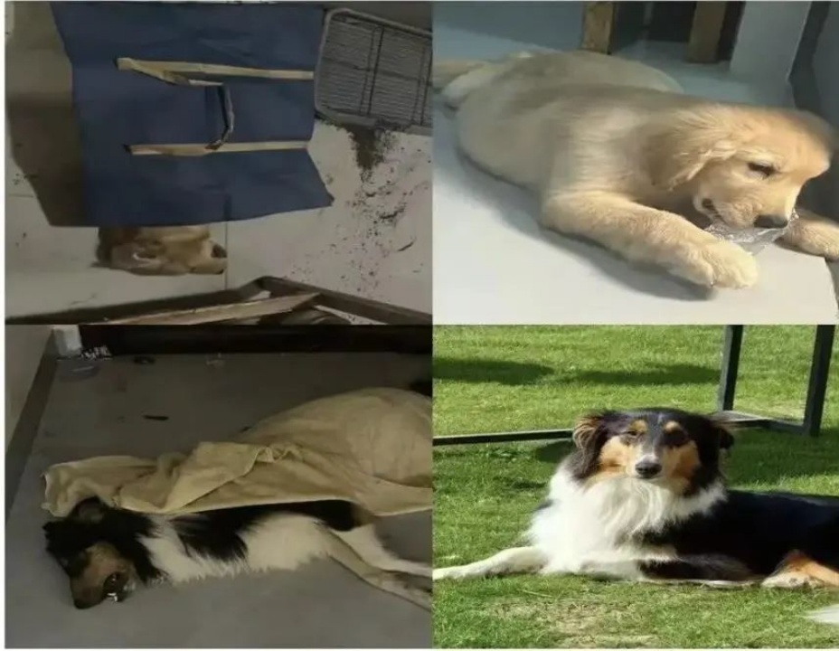 天降“毒”食？有居民称已有多条小狗误食身亡