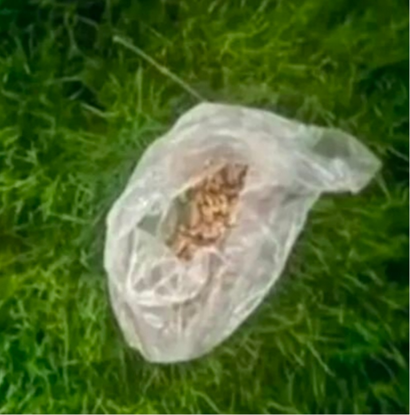 天降“毒”食？有居民称已有多条小狗误食身亡