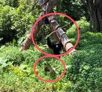 黑猩猩持木棍暴打鸭子，另一只黑猩猩“劝架”