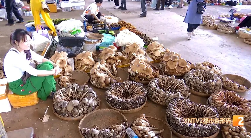 这种菌子大量上市，很多云南人的最爱！囤货可以安排上了……