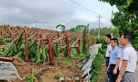 台风“剑鱼”致三亚1700余公顷农作物受灾 台风“剑鱼”致三亚1700余公顷农作物受灾