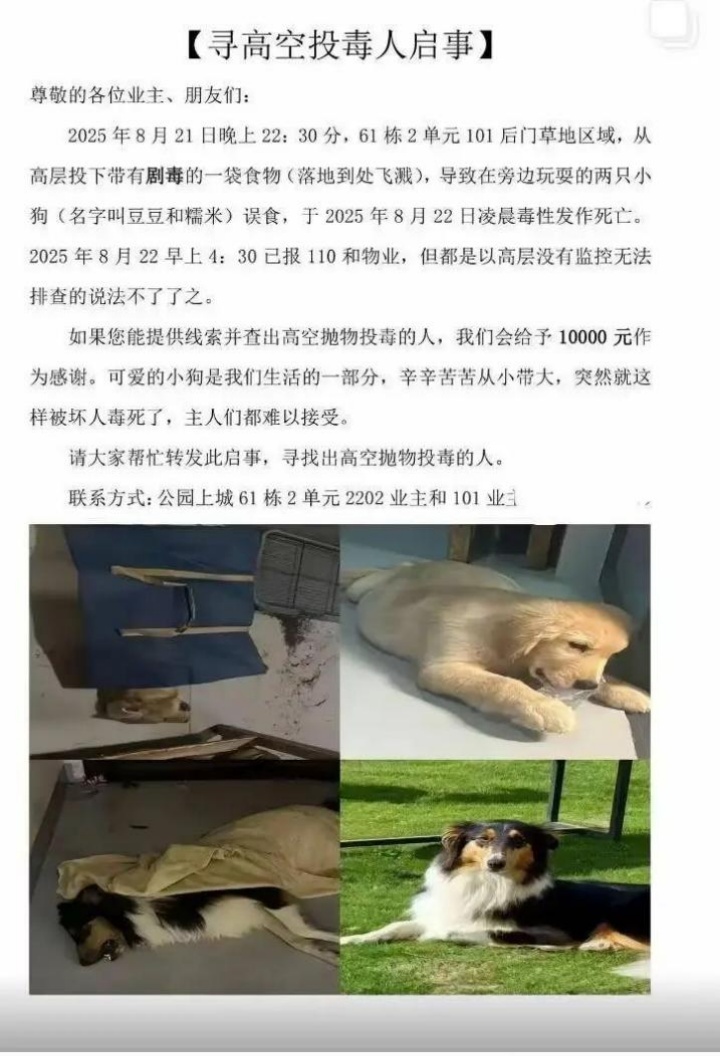 天降“毒”食？有居民称已有多条小狗误食身亡