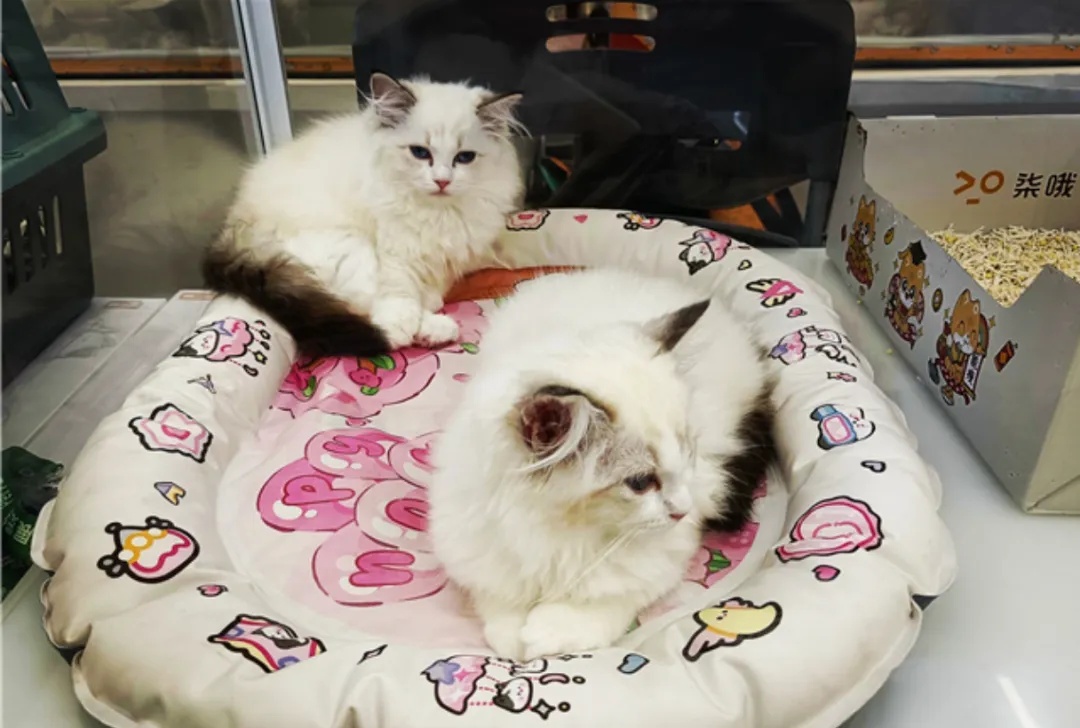 分手了,“毛孩子”跟“爸”还是跟“妈”?上海法院出了个协议模版 分手了,“毛孩子”跟“爸”还是跟“妈”?上海法院出了个协议模版