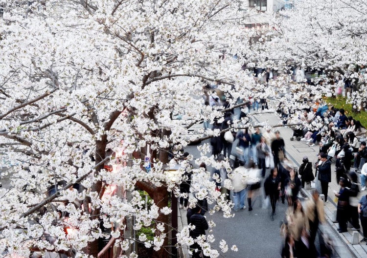 日本多地开征“住宿税”用于旅游设施建设 日本多地开征“住宿税”用于旅游设施建设