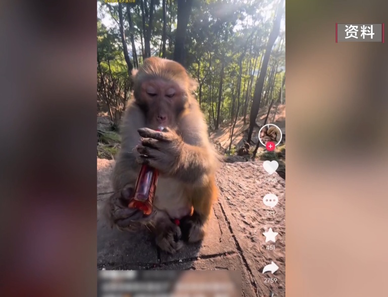 给黔灵山猕猴喂白酒、槟榔、棉花糖,整各种“花活”!这种“宠爱”引人反思 给黔灵山猕猴喂白酒、槟榔、棉花糖,整各种“花活”!这种“宠爱”引人反思