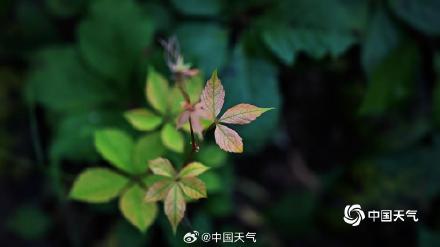秋信初沾叶 北京街头叶片浅黄微红