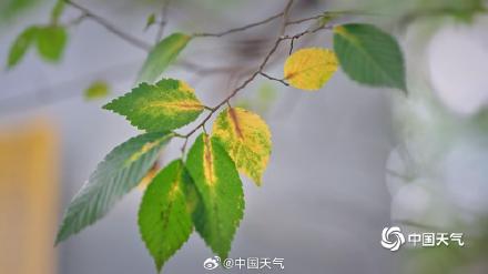 秋信初沾叶 北京街头叶片浅黄微红