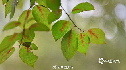 秋信初沾叶 北京街头叶片浅黄微红