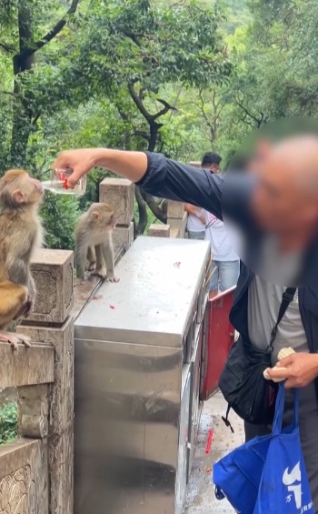 给黔灵山猕猴喂白酒、槟榔、棉花糖,整各种“花活”!这种“宠爱”引人反思 给黔灵山猕猴喂白酒、槟榔、棉花糖,整各种“花活”!这种“宠爱”引人反思