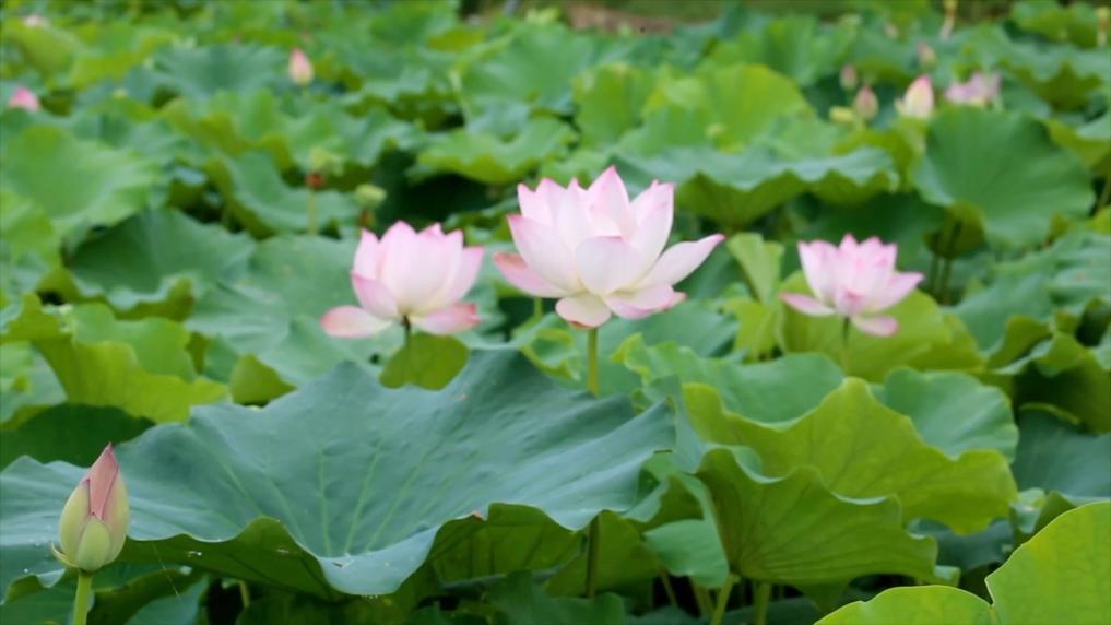 新华视点丨夏日经济“热”力四射 多元业态绘就乡村振兴新图景