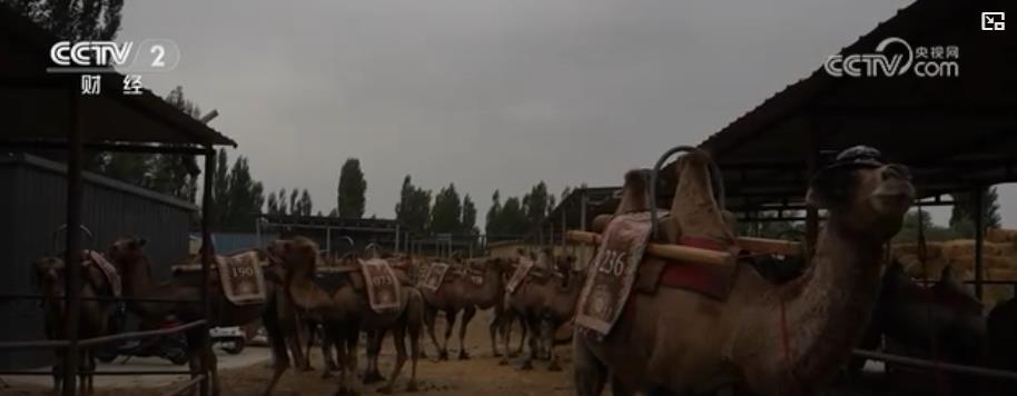 从“夜游动物园”到“夜市烟火气”:“夜经济”拉动消费新引擎 从“夜游动物园”到“夜市烟火气”:“夜经济”拉动消费新引擎