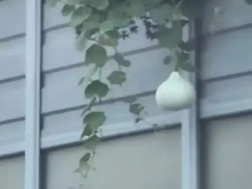 “哥们儿,就一个问题,你揪它干啥?” “哥们儿,就一个问题,你揪它干啥?”