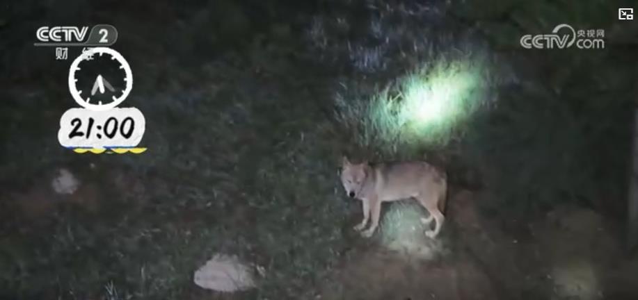 从“夜游动物园”到“夜市烟火气”:“夜经济”拉动消费新引擎 从“夜游动物园”到“夜市烟火气”:“夜经济”拉动消费新引擎