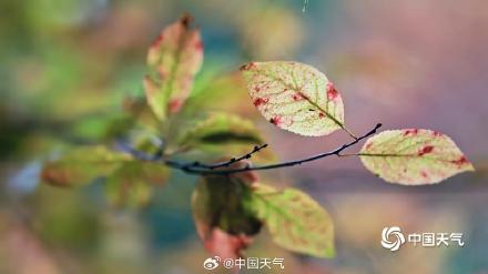 秋信初沾叶 北京街头叶片浅黄微红