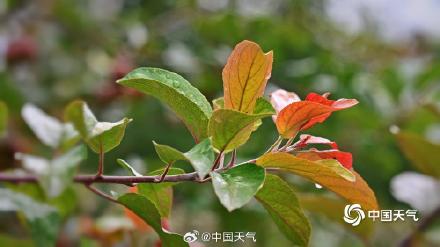 秋信初沾叶 北京街头叶片浅黄微红