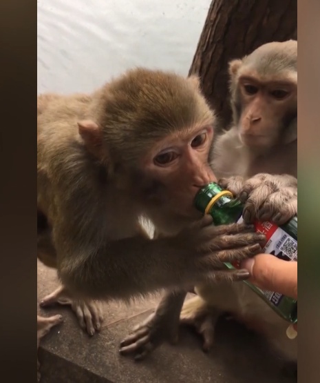 给黔灵山猕猴喂白酒、槟榔、棉花糖,整各种“花活”!这种“宠爱”引人反思 给黔灵山猕猴喂白酒、槟榔、棉花糖,整各种“花活”!这种“宠爱”引人反思