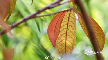 秋信初沾叶 北京街头叶片浅黄微红