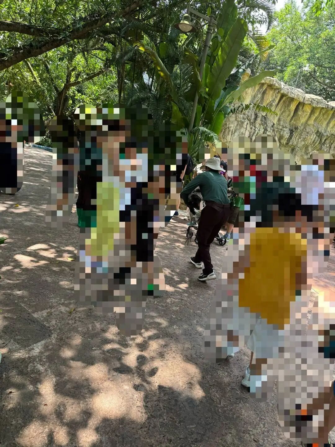 长隆野生动物园内一大猩猩持棍打鸟，园方：正救治伤鸟