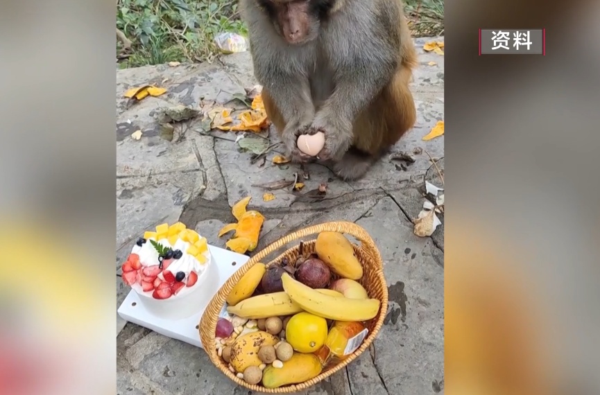 给黔灵山猕猴喂白酒、槟榔、棉花糖,整各种“花活”!这种“宠爱”引人反思 给黔灵山猕猴喂白酒、槟榔、棉花糖,整各种“花活”!这种“宠爱”引人反思