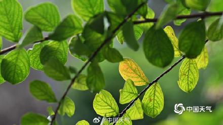 秋信初沾叶 北京街头叶片浅黄微红