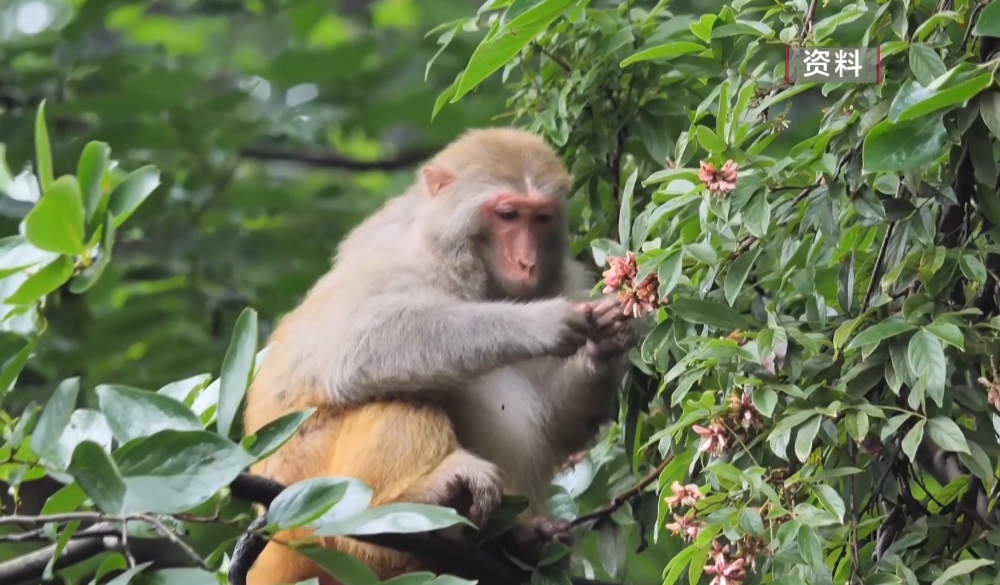 给黔灵山猕猴喂白酒、槟榔、棉花糖,整各种“花活”!这种“宠爱”引人反思 给黔灵山猕猴喂白酒、槟榔、棉花糖,整各种“花活”!这种“宠爱”引人反思