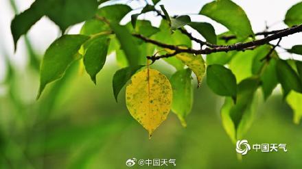 秋信初沾叶 北京街头叶片浅黄微红