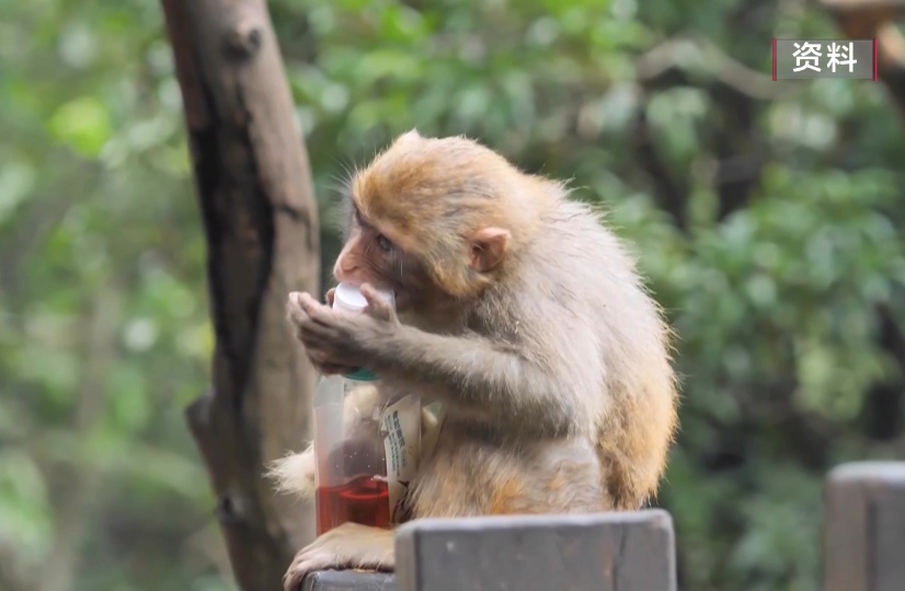给黔灵山猕猴喂白酒、槟榔、棉花糖,整各种“花活”!这种“宠爱”引人反思 给黔灵山猕猴喂白酒、槟榔、棉花糖,整各种“花活”!这种“宠爱”引人反思