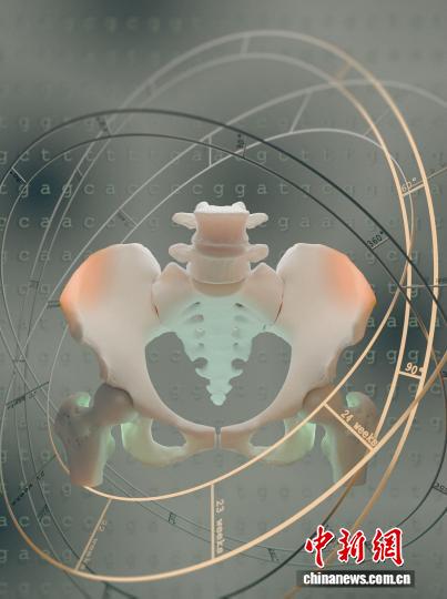 人类为何能双足直立行走？最新研究发现髂骨演化经历重要两步