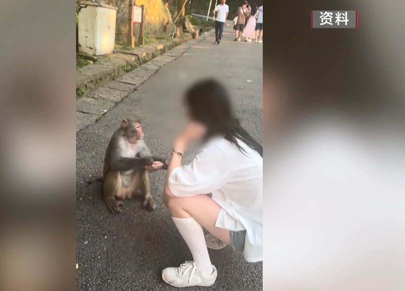 给黔灵山猕猴喂白酒、槟榔、棉花糖,整各种“花活”!这种“宠爱”引人反思 给黔灵山猕猴喂白酒、槟榔、棉花糖,整各种“花活”!这种“宠爱”引人反思