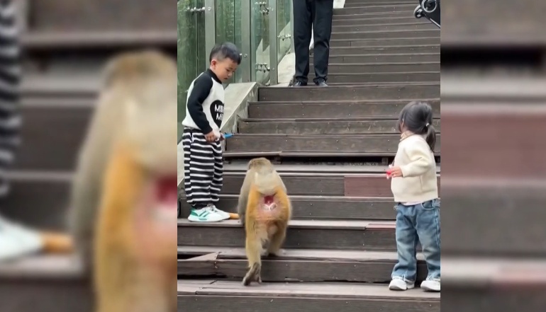 给黔灵山猕猴喂白酒、槟榔、棉花糖,整各种“花活”!这种“宠爱”引人反思 给黔灵山猕猴喂白酒、槟榔、棉花糖,整各种“花活”!这种“宠爱”引人反思