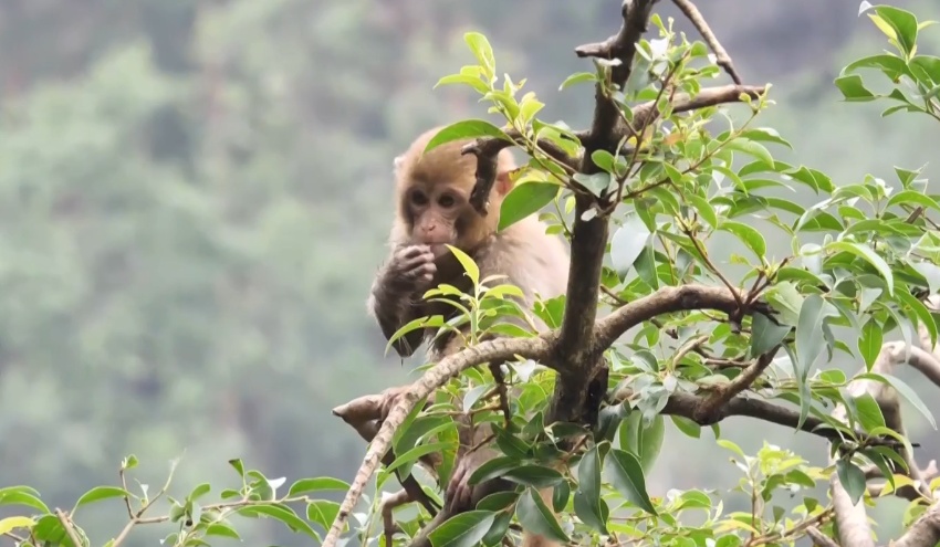 给黔灵山猕猴喂白酒、槟榔、棉花糖,整各种“花活”!这种“宠爱”引人反思 给黔灵山猕猴喂白酒、槟榔、棉花糖,整各种“花活”!这种“宠爱”引人反思