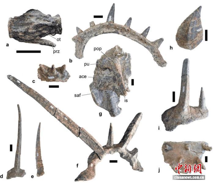 最古老甲龙拥有夸张装甲何用？最新研究称兼具展示与防御功能