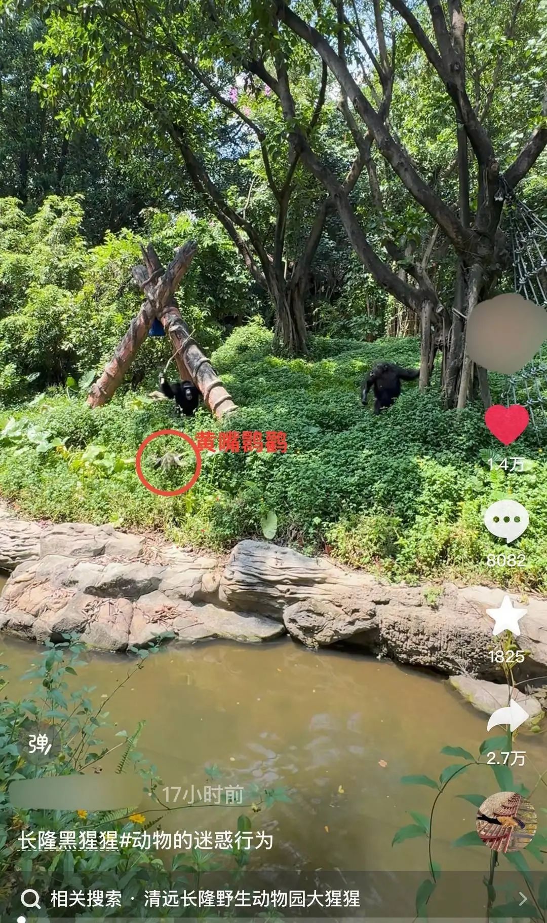 长隆野生动物园内一大猩猩持棍打鸟，园方：正救治伤鸟