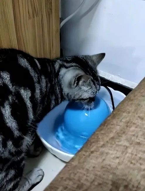 养宠“高科技”，真的靠谱吗？