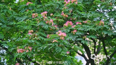 北京合欢花开绽放粉色浪漫