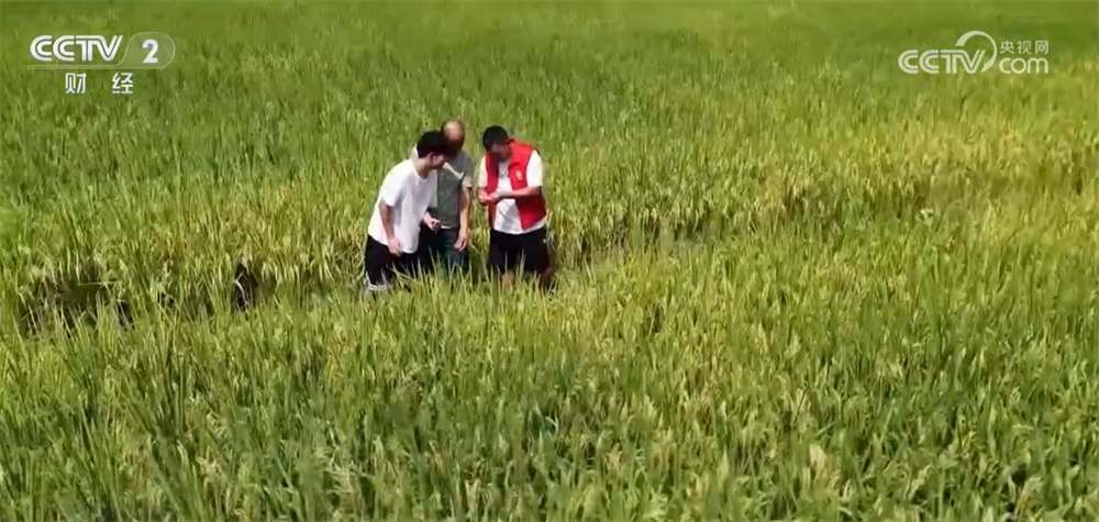 “一喷多促”、实地查看“开”方案……“握指成拳”护航秋粮产量形成关键期