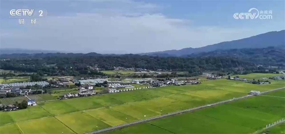 “一喷多促”、实地查看“开”方案……“握指成拳”护航秋粮产量形成关键期