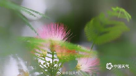 北京合欢花开绽放粉色浪漫